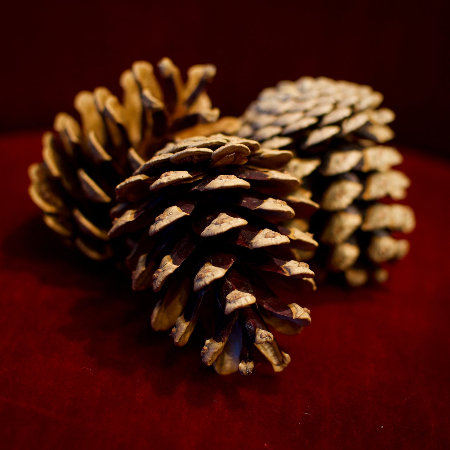 Pysselkottar